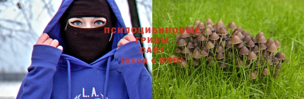 гашик Нефтекумск
